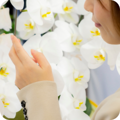 胡蝶蘭のお手入れ